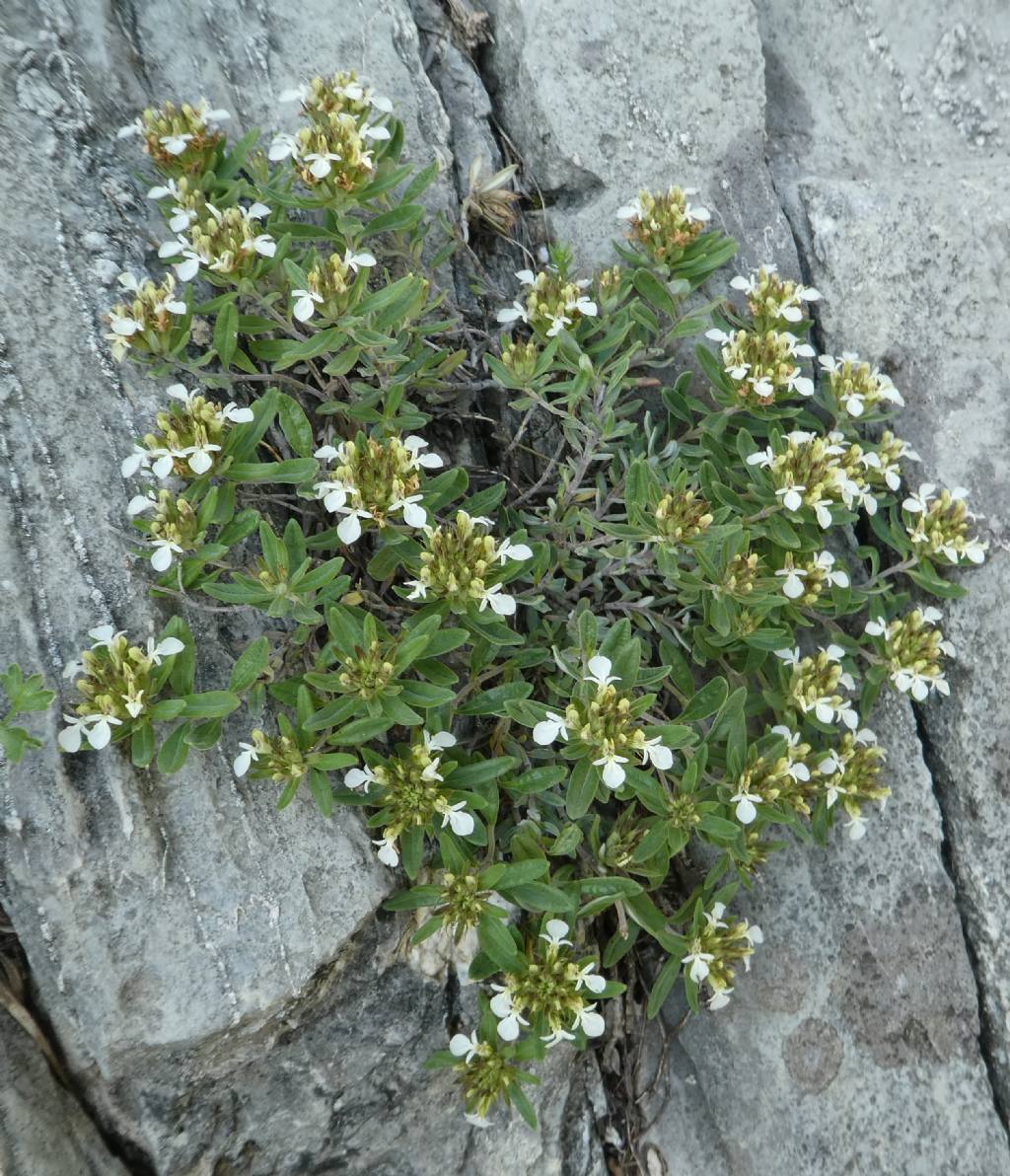 Teucrium montanum / Camedrio montano